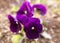 Pansies purple flower on the flower bed in the spring, floral macro background