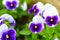 Pansies purple flower single on a green background, isolate . close - up of a flower, space for text