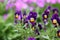 Pansies purple with a place for inscription and a concrete wall