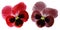 Pansies red and bordo flower on a white isolated background with clipping path. Closeup no shadows.