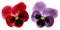 Pansies red and violet flower on a white isolated background with clipping path. Closeup no shadows.