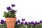Pansies in a Row and in a Clay Pot