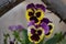 Pansies: Viola tricolor in yellow, purple and lavender