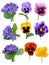 Pansies Violets flowers