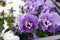 Pansies. violets. Viola flowers