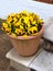 Pansies Yellow In Potted Plant at Front Door