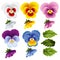 Pansy