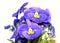 Pansy is a amazing flower and its colour combination is great. Viola tricolor var. hortensis. Viola Wittrockianna isolated on
