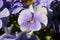 Pansy is a amazing flower and its colour combination is great. Viola tricolor var. hortensis. Viola Wittrockianna Pansy.