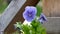 Pansy is a amazing flower and its colour combination is great. Viola tricolor var. hortensis. Viola Wittrockianna - Pansy