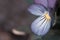 Pansy blue cool tones flower with blur natural background macro