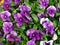 Pansy, botany name Viola wittrockiana, family violaceae