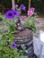 Pansy Chipmunk Flowers