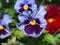 Pansy. The colorful petals of the flower buds. Garden flowers