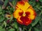 Pansy. The colorful petals of the flower buds. Garden flowers