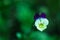 Pansy dew drop