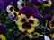 Pansy `F1 Yellow Purple Wing`