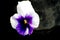 Pansy FLower