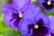 Pansy flower in dark violet purple petals with yellow middle blu
