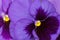 Pansy flower in dark violet purple petals with yellow middle blu
