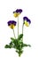 Pansy Flower Plant