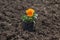 Pansy flower pot on ground