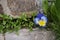 Pansy flower stones