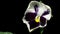 Pansy Flower Time-Lapse
