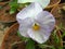 Pansy flower or viola