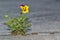 Pansy flower, Viola Tricolor growing through pavement.