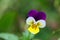 Pansy flower. Violet. Yellow. White. Against the background of greenery.