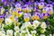 Pansy Flowers Background. Large Depth of Field