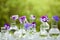 Pansy flowers in chemical glassware, table decoration in garden