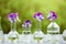 Pansy flowers in chemical glassware, table decoration in garden