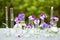 Pansy flowers in chemical glassware, table decoration in garden