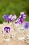 Pansy flowers in chemical glassware, table decoration in garden