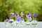 Pansy flowers in chemical glassware, table decoration in garden