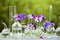 Pansy flowers in chemical glassware, table decoration in garden