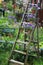 Pansy flowers decorated on an old wooden ladder in the garden