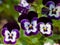 Pansy flowers in a flower bed Robust and blooming