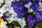 Pansy flowers in a flower bed on a sunny day. Robust and blooming. Garden pansy with purple, yellow and white petals. Hybrid pansy