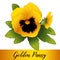 Pansy Flowers, Golden