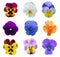 Pansy flowers isolated