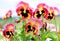 Pansy flowers pink yellow black closeup