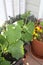 Pansy flowers in planter and cucumber plant