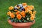 Pansy flowers in a pot at grass background