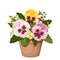 Pansy flowers in a pot. Vector illustration.