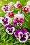 Pansy flowers in purple and red