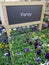 Pansy flowers for sale at garden nursery.