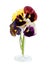 Pansy flowers in vase, over white